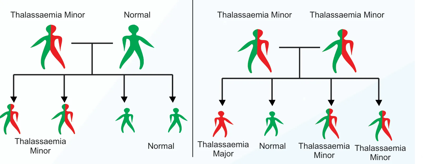 Thalassaemia Inheritance Genetics Chart